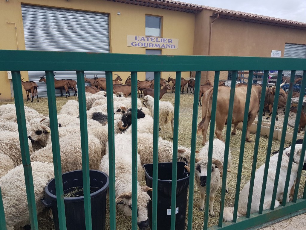 feu st cezaire 01